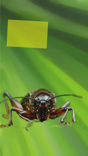 Frickin' Cricket: hidden annoying insect chirping prank sound